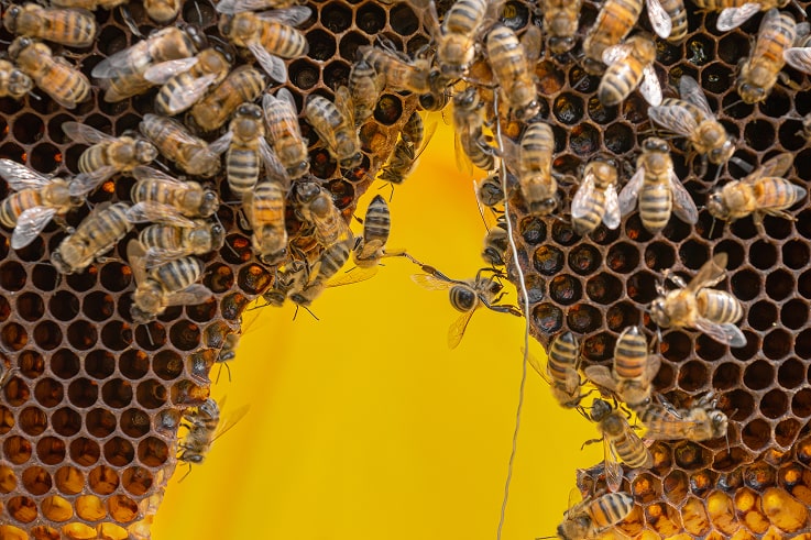 a honeybee hive with honeybees on it