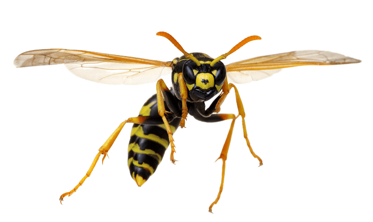 a yellowjacket