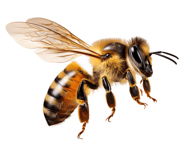 a honeybee