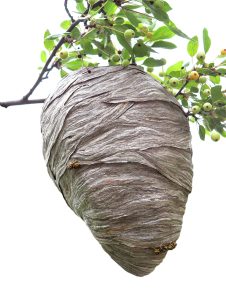 wasp nest hanging from a tree