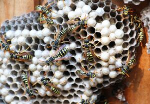 active yellow jacket nest